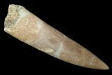 Fossil Plesiosaur (Zarafasaura) Tooth - Morocco #91295-1